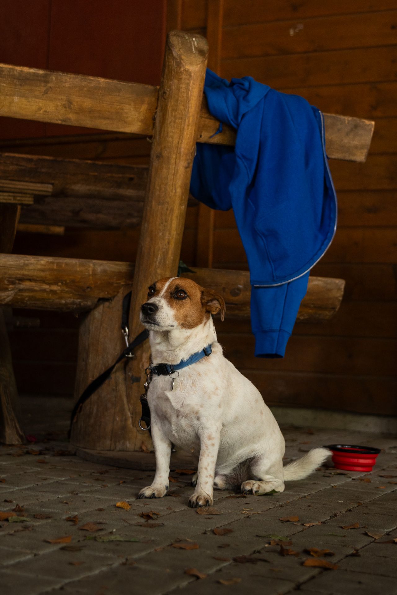 Horsestrail Combremont du 5 septembre 2026 — photo 1 du reportage PawsOnTrack