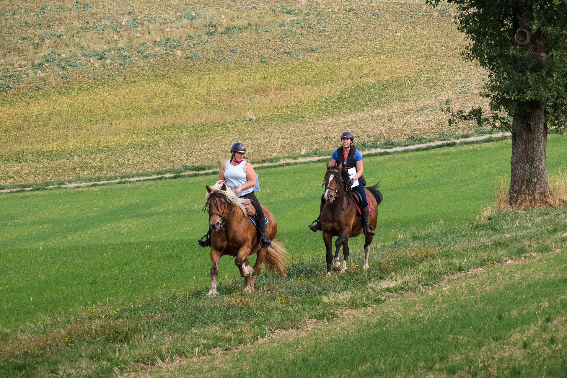 Horsestrail Combremont du 5 septembre 2026 — photo 137 du reportage PawsOnTrack
