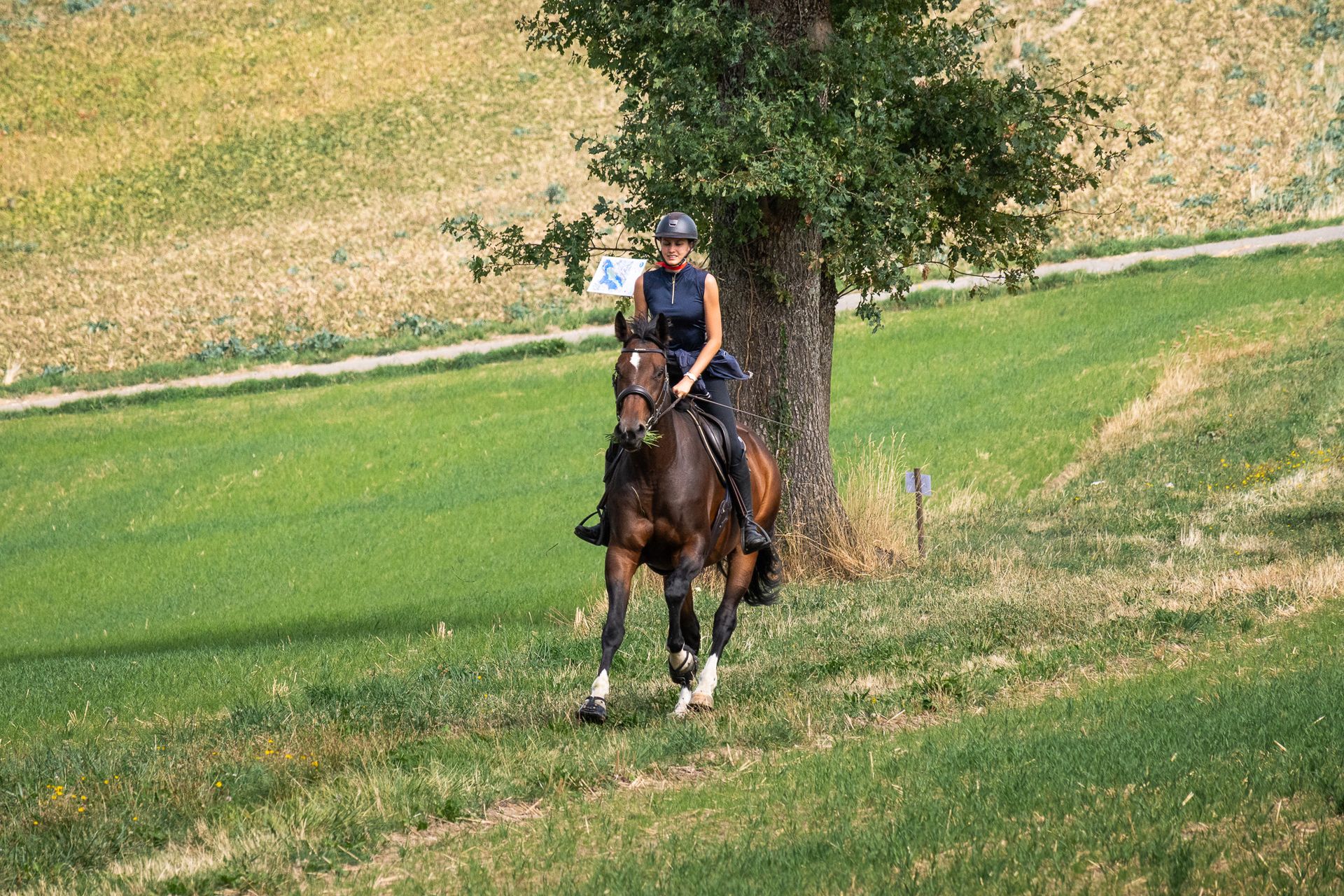 Horsestrail Combremont du 5 septembre 2026 — photo 115 du reportage PawsOnTrack