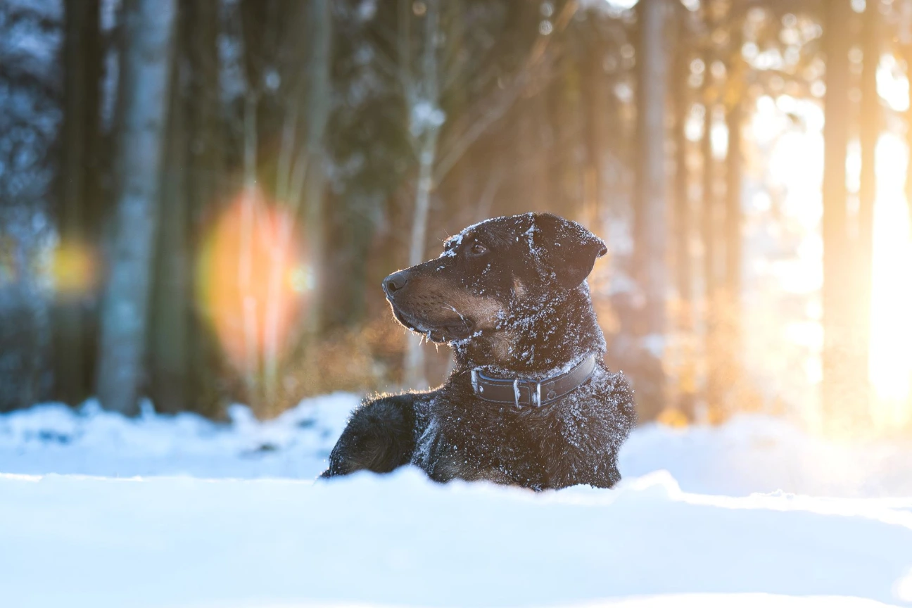 Shooting d'un chien à Yverdon - PawsOnTrack